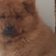 Illustration for article titled 4-Month-Old Chow Puppy Being Held in Police Custody Has Rightfully Been Freed